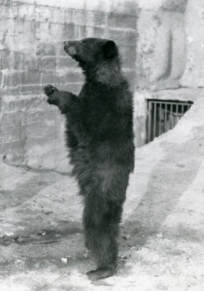 Ein Schwarzbär steht aufrecht in seinem Gehege auf den Mappin Terrassen im Londoner Zoo, 1921 von Frederick William Bond